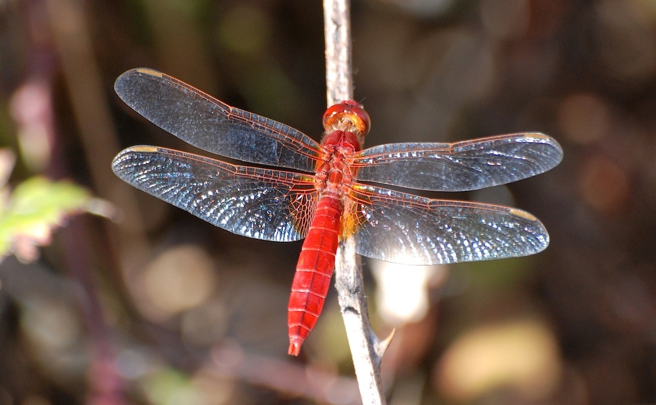 Parliamo di: Scheda Crocothemis erythraea